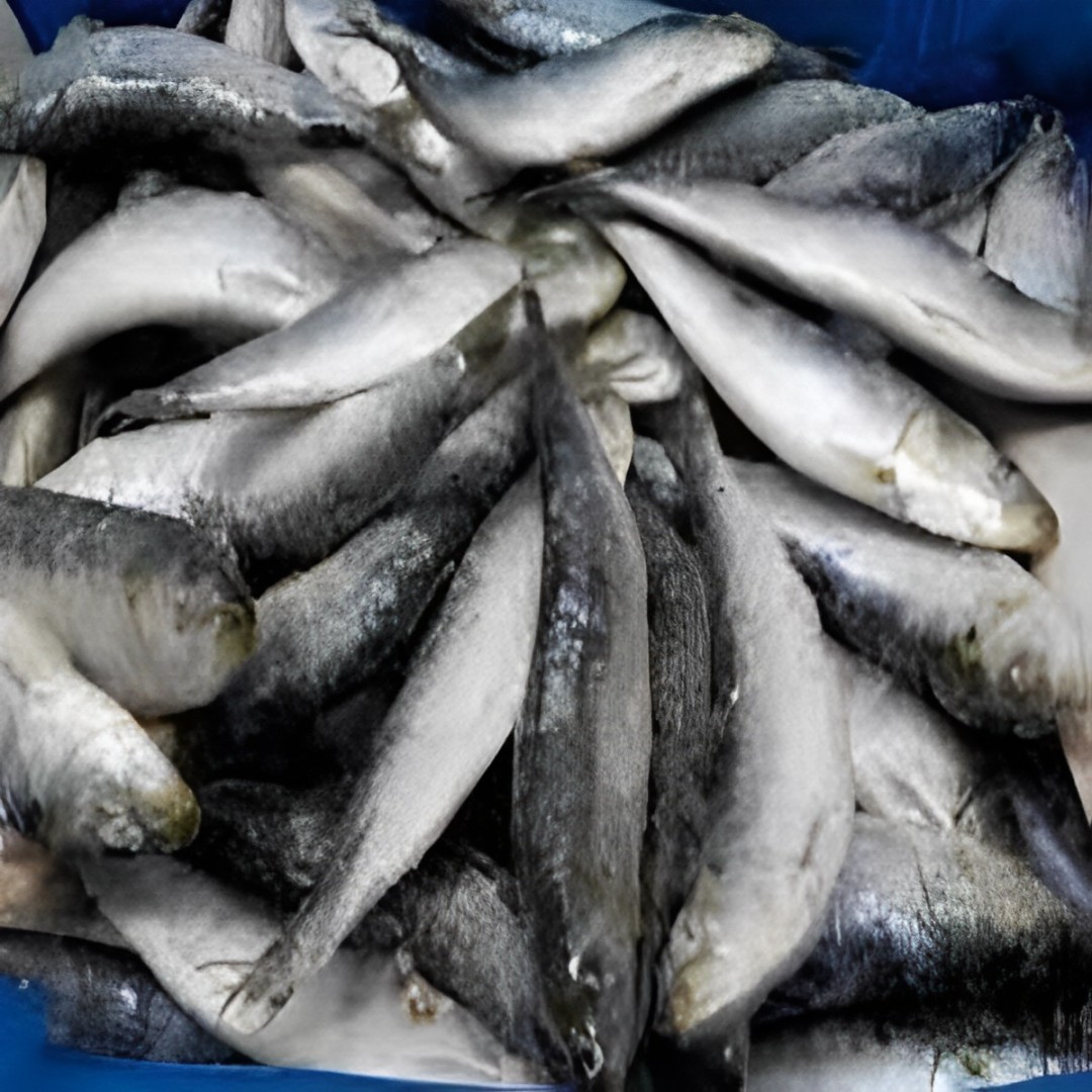 sardinas congeladas